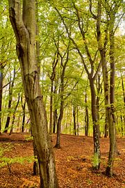 Beech forest in the national park