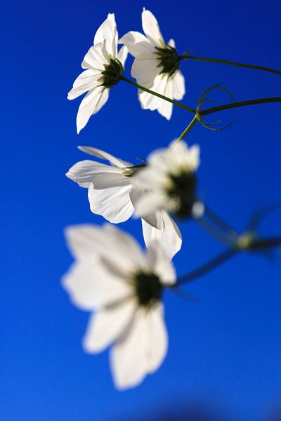 Cosmea von Thomas Jäger