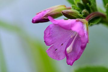Kleine fliederfarbene Blume von Gerard de Zwaan