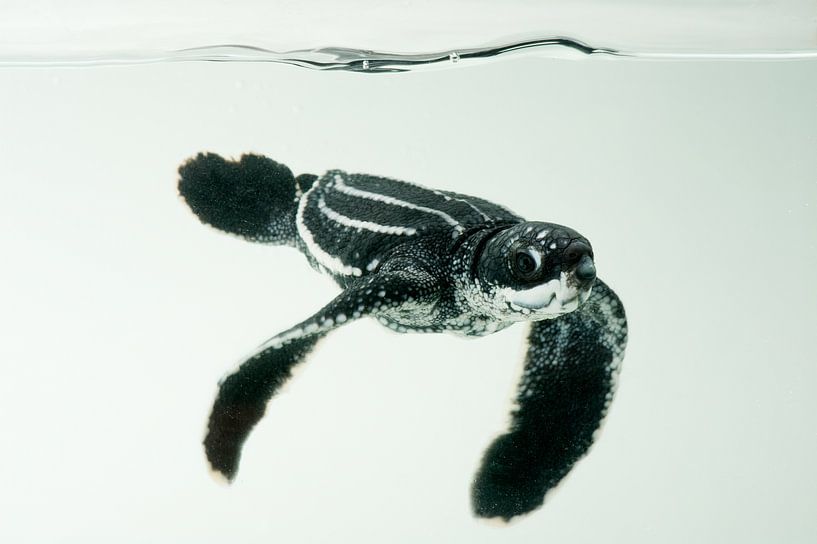 Leatherback turtle van National Geographic Photo Ark