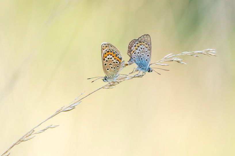 Accouplement de papillons par Francis Dost