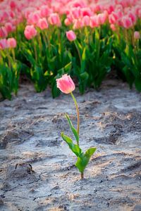 Standing out from the crowd sur Dennis van de Water