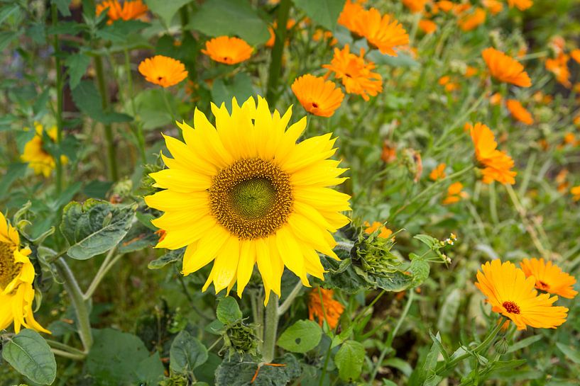 Frühlingsgarten mit Sonnenblumen und Ringelblumen von Ger Beekes