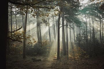 Sonnenstrahlen im Wald! von Peter Haastrecht, van