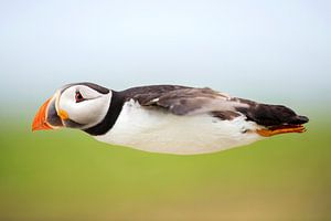 Papageitaucher (Fratercula arctica) von Beschermingswerk voor aan uw muur