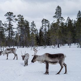 Rentiere in verschneiten finnischen Wäldern.1 von Timo Bergenhenegouwen