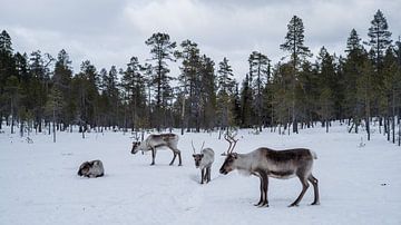 Rendieren in besneeuwde Finse bossen.1 van Timo Bergenhenegouwen