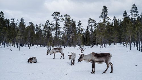 Rentiere in verschneiten finnischen Wäldern.1 von Timo Bergenhenegouwen