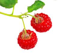 Himbeeren von Thomas Jäger