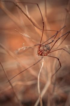 Red Spider Close-up
