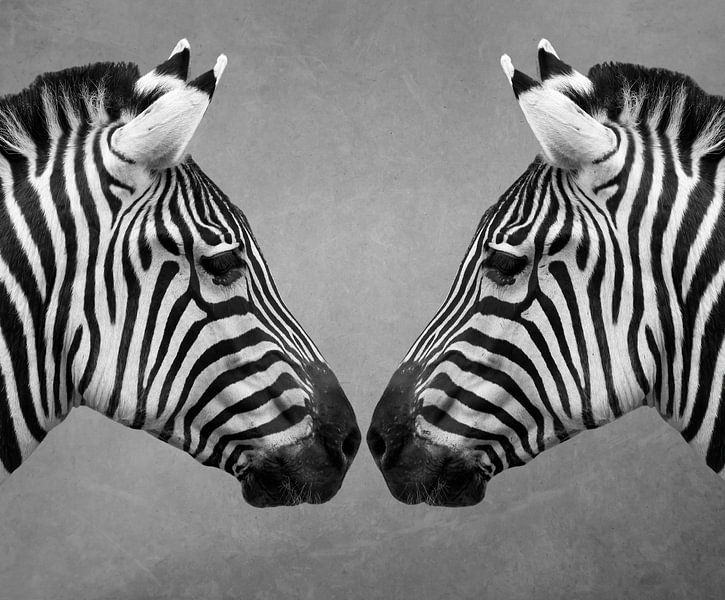 Nahaufnahme von zwei Zebras in Schwarz-Weiß von Marjolein van Middelkoop