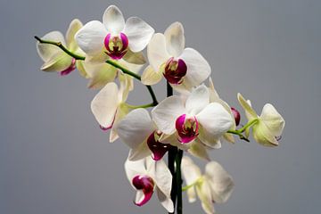 Orchidee van Wilko Ketelaar
