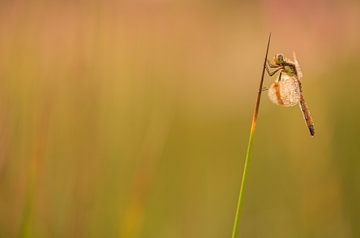 Ringed dragonfly hanging from a blade by Moetwil en van Dijk - Fotografie