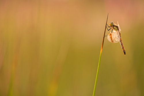 Bandheidelibel hangend aan een sprietje