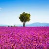 Lavendel und ein Baum. Provence, Frankreich von Stefano Orazzini