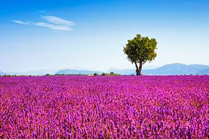 Lavender and a tree. Provence, France by Stefano Orazzini