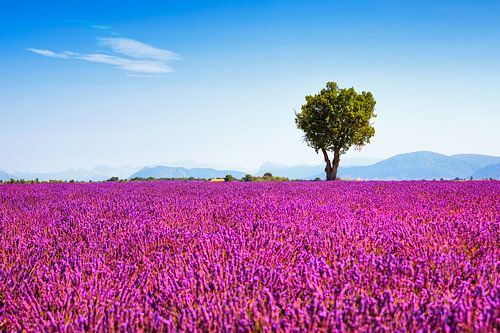 Lavendel en een boom. Provence, Frankrijk