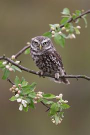 Little Owl (Athene noctua) by Ronald Pol