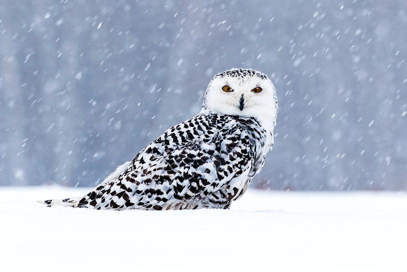 Majestic Owl by Hello Pompoyo