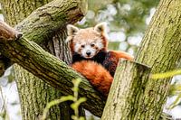 Rode Panda