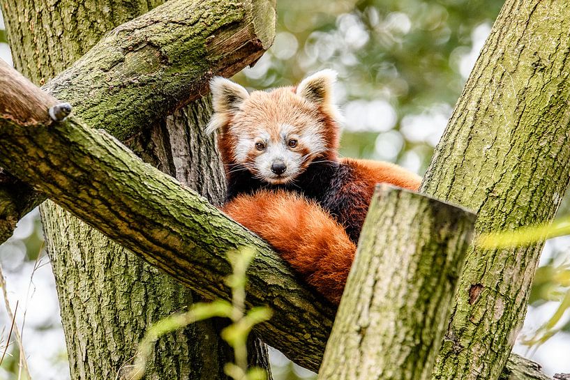 Rode Panda von Jack Brekelmans