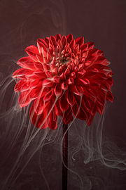 Graceful fragility – wispy trails of smoke rising from a red dahlia by Marjolijn van den Berg