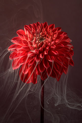 Graceful fragility – wispy trails of smoke rising from a red dahlia