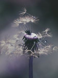 Pusteblume im Gegenlicht