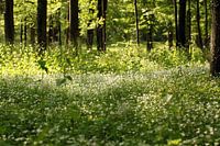 lente Bos