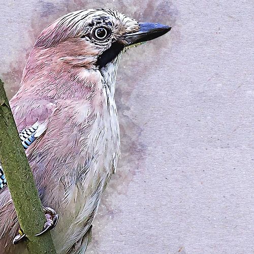 Close-up of a jay