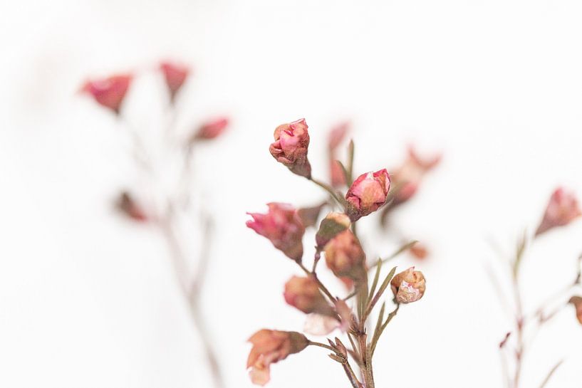 Close up gedroogde roze bloemetjes van Sandra Hogenes