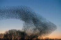 Schwarm von Staren (Sturnus vulgaris)