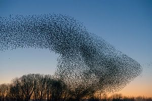 Schwarm von Staren (Sturnus vulgaris)