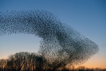 Zwerm spreeuwen (Sturnus vulgaris)