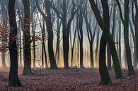 Sonnenstrahlen durch den Wald von Adri Klaassen Miniaturansicht