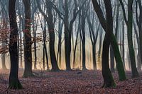 Sonnenstrahlen durch den Wald