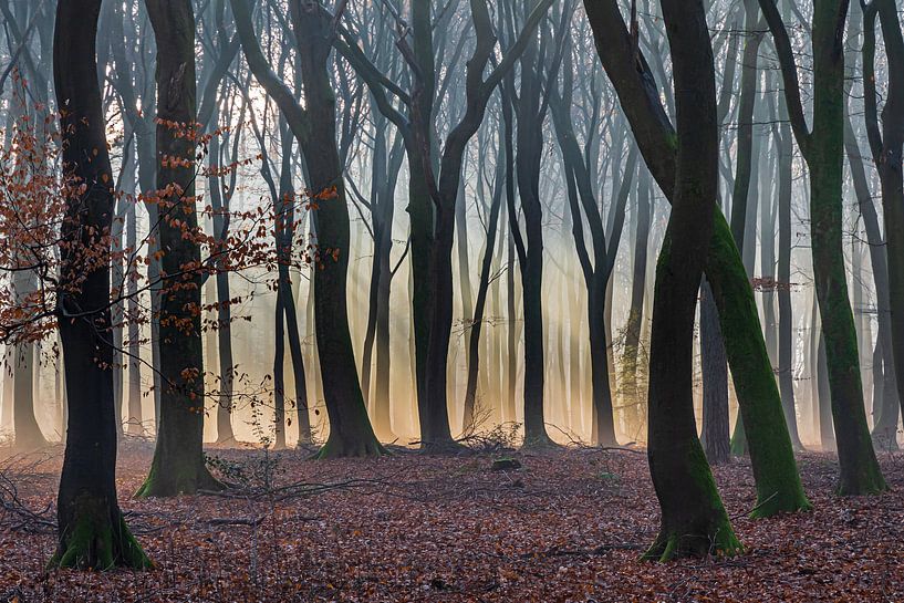 Des rayons de soleil à travers la forêt par Adri Klaassen