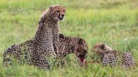 Cheetah Breakfast