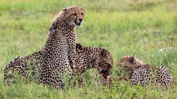 Cheetah Ontbijt van Britta Kärcher