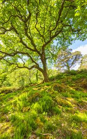 Parc national de Killarney (Irlande)