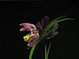 Checkerboard flower, Fritillaria meleagris