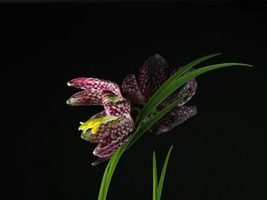 Schachbrettblume,  Fritillaria meleagris