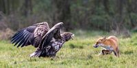 Le renard réinauguré