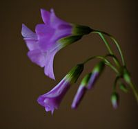 fleur porte-bonheur