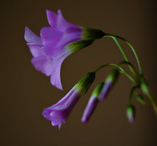Glücksblume