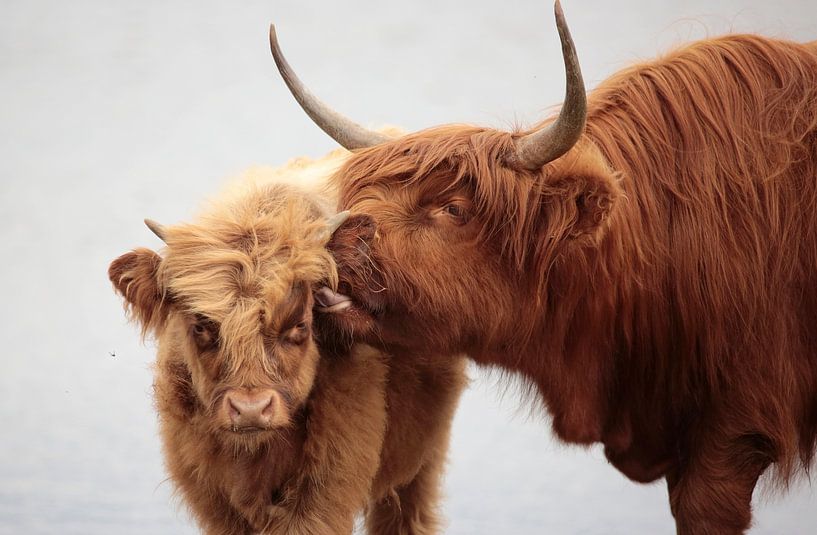 Scottish Highlanders by Frank Smedts
