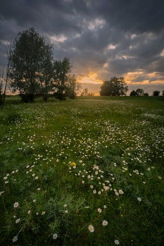 Flowers in sunlight