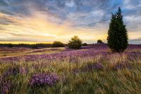Sonnenaufgang in der Lüneburger Heide