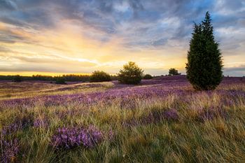 Sunrise in the Lüneburg Heath