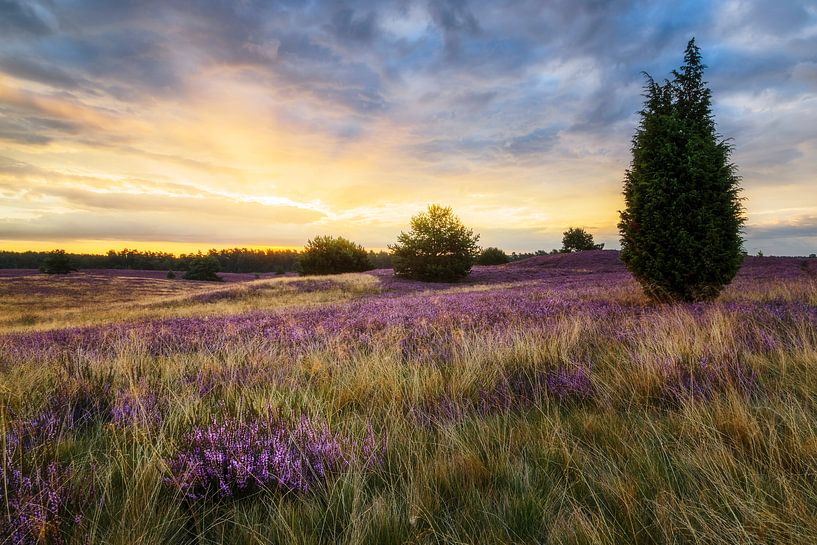 Sonnenaufgang in der Lüneburger Heide von Daniela Beyer